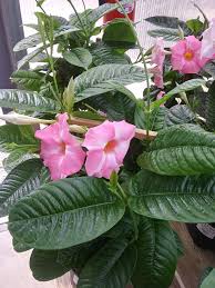 Amend soil with good compost. A Stroll Through The Garden Bougainvillea A Tropical Wonder