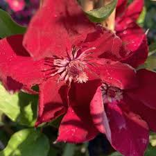 Maybe you would like to learn more about one of these? Clematis Nubia 2l