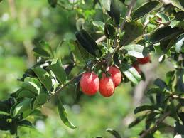 Image result for Ximenia afra