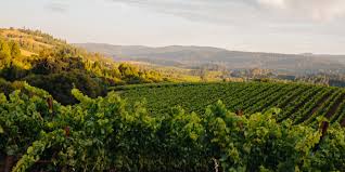 Image result for Forest Green 1994 Sonoma