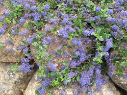 Ideal for a sunny, sheltered position, ceanothus are shrubs that can grow to 10 feet tall if planted in an optimal. Plants Seeds Bulbs 5x 2 3ft Ceanothus Autumnal Blue Flowering Californian Lilac Shrubs 2l Pots Garden Patio