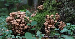 Tendenzialmente i funghi champignon vengono usati per preparare contorni e di solito vengono cucinati in umido o trifolati. Funghi Chiodini Caratteristiche E Ricette Greenstyle