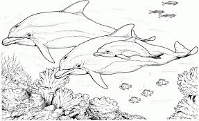 This arctic coloring pages are fun way to teach your kids about arctic. Friendly Underwater Creature 20 Dolphin Coloring Pages Free Printables