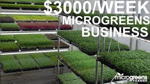 Check spelling or type a new query. Microgreens Business Selling 3000 Per Week To Restaurants Youtube