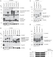 The central management system for the federal ministry of humanitarian affairs, disaster management and social development. The Nucleoside Diphosphate Kinase Nme3 Associates With Nephronophthisis Proteins And Is Required For Ciliary Function During Renal Development Journal Of Biological Chemistry