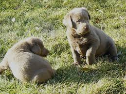 They have had all there shots. Pin On Labrador Retriever