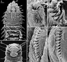 Image result for Polystachya macropoda