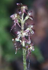 Image result for Epipactis africana