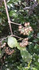 Image result for Psorospermum mechowii