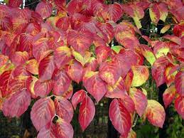 White dogwood, pink dogwood, and chinese dogwood, amongst others. What S Wrong With My Dogwood Southern Living