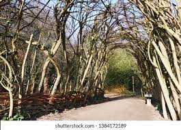 Knots also appear on the planks. Live Natural Wood Trellis Twisted Branches Stock Photo Edit Now 1384172189