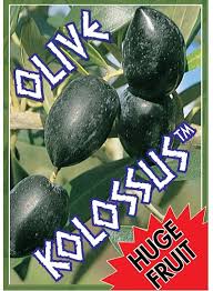 Kolossus Kalamata Olive Trees 90mm Pots Fruit Tree Lane