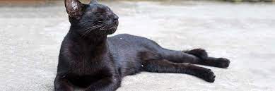 Why Black Cats Are Great Pdsa