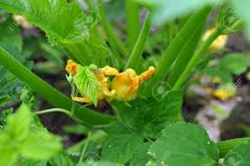We did not find results for: Selective Focus Pumpkin Flower Yellow And Pumpkin Leaves On The Garden Focus On Pumpkin Flowers Selective Focus On Flower Bush Pumpkins Flowering And Ripe Fruits Of Zucchini In Vegetable Garden Stock Photo Picture
