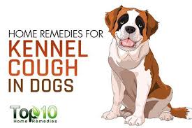 Home Remedies For Kennel Cough In Dogs Dog Coughing Dog Remedies Sick Pets