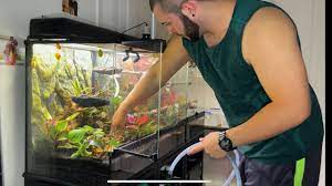 Green Tree Frog Bioactive Tank Cleaning - Youtube