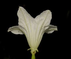 Image result for Coccinia sp. A