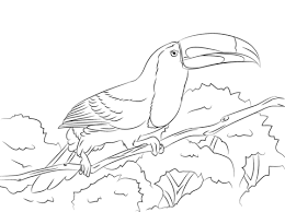 Toucans are such interesting birds and super interesting to color. Fischertukan Auf Einer Sitzstange Ausmalbild Free Printable Coloring Pages Coloring Pages Flamingo Coloring Page Free Printable Coloring Pages