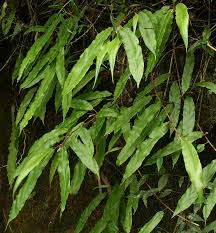 Image result for Oleandra