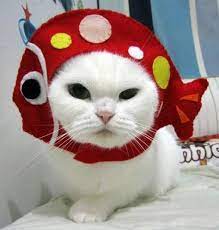 Cat With Hat Etsy Cats Cats Cat Hat