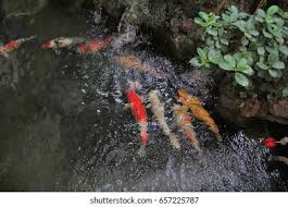 See more ideas about koi, koi pond, pond. Beautiful Fish Koi Fish Ponds That Stock Photo Edit Now 657225787
