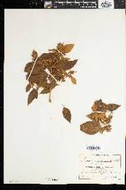 Image result for Aptosimum marlothii