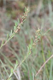 Image result for Phyllanthus maderaspatensis