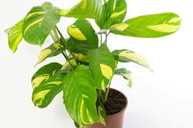 Image result for Ktenante Ctenanthe