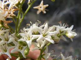 Image result for Ehretia obtusifolia