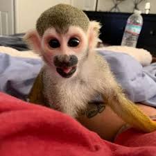 They are so demanding and so much hard. Baby Squirrel Monkey For Sale Off 73 Www Usushimd Com