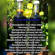 Selain penyakit di atas, masih banyak lagi khasiat madu lebah yang perlu kita ketahui. Madu Klanceng Manfaat Eksiklopedia Galeri Madumadupedia