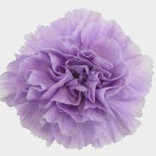 The blooms below range in shades from light lilac to deep violet. Moonaqua Fancy Light Purple Carnation Flower Wholesale Blooms By The Box