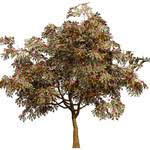 Image result for Combretum kraussii