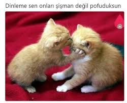 Anlamli Dusundurucu Eglenceli Guzel Komik Konusan Resimler Konusan Resimler Www Kizlarinsirlar Cute Kittens Hayvan Sozleri Komik Hayvan Fotograflari