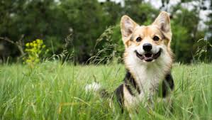 What to do when dog dies at home. What To Do When Your Dog Dies Purina