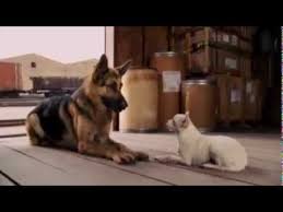 While on vacation in mexico, . Download Beverly Hills Chihuahua Full Movie In Tamil 3gp Mp4 Codedwap