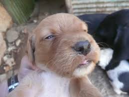 Epagneul Breton L Avis Du Veterinaire Choisir Son Chien