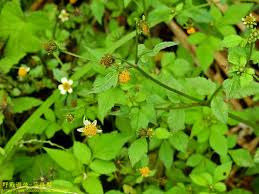Image result for Bidens pilosa