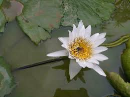 Image result for Nymphaeaceae