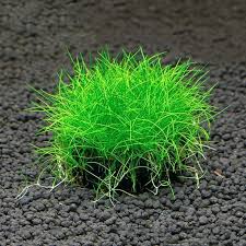Image result for Eleocharis minima