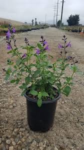 Image result for Halopegia azurea