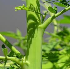 Image result for Sesbania macrantha