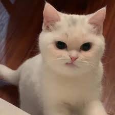 Human Where Are You Touching Me Funny Cute Cats Cute Baby Cats Baby Cats