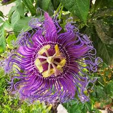 Image result for Passiflora quadrangularis