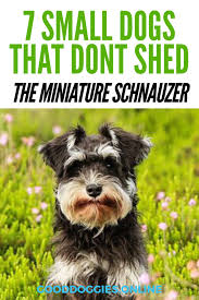 7 Adorable Non Shedding Small Dogs Small Dog Breeds