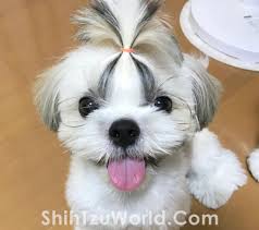 The cut is easy to perform, easy to maintain, and perfect for summer weather. Guide To Top Shih Tzu Hair Cuts And Hair Styles Shih Tzu World