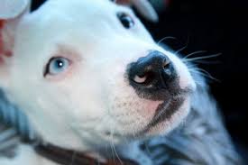 One male and two females colors consist of : White Black Or Grey Pitbull With Blue Eyes Your Dogs World