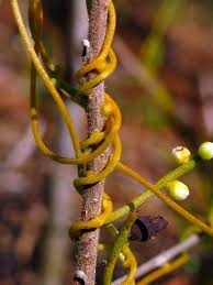 Image result for Cassytha filiformis
