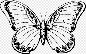 Mariposa Dibujo Arte Lineal Dibujos Mariposa Blanco Y Negro Lapiz Mariposa Patas De Pincel Simetria Png Pngwing Mariposas reales especies de mariposas fotos de mariposas bellos insectos mariposas bonitas imagenes de mariposas animales bonitos paisajes morados de oruga a mariposa. mariposa dibujo arte lineal dibujos