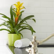 We did not find results for: Bromeliads How To Keep The Color Going Hgtv